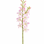 Pink Orchid Dendrobium