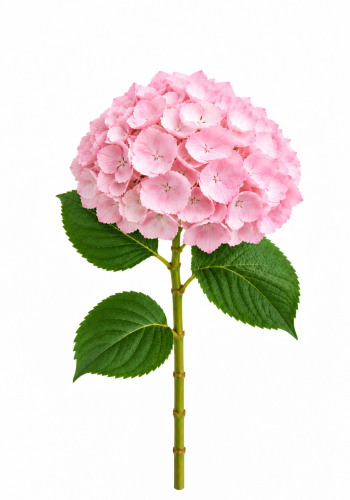 Pink Hydrangea