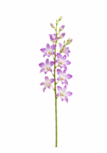 Purple Orchid Dendrobium