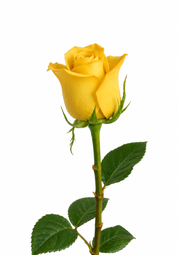 Yellow Rose