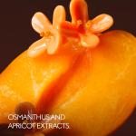 Gucci The Alchemist's Garden Osmanthus Nectar EDP