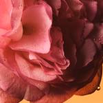 Gucci The Alchemist's Garden Rosa Sublime EDP