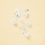 عطر جوتشي ألكيميست جاردن تيرز فروم ذا مون