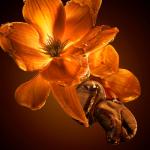 Hugo Boss The Scent for Her EDP Intense