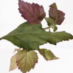 Hermes L’Ambre Des Mervelles EDP 100ml