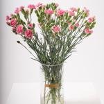 Blooming Spray Carnations